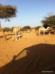 Camelus dromedarius