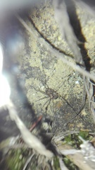 Platybunus