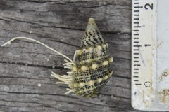 Cerithium litteratum
