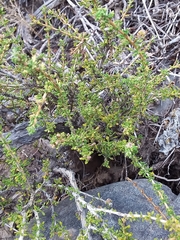 Acantholippia seriphioides