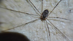 Amilenus aurantiacus