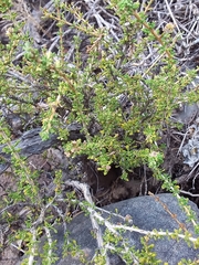 Acantholippia seriphioides