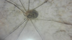 Amilenus aurantiacus