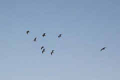 Larus argentatus