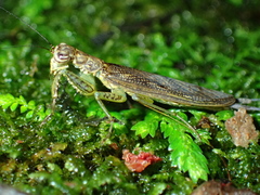 Chaeteessa