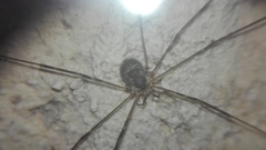 Amilenus aurantiacus