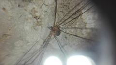 Amilenus aurantiacus