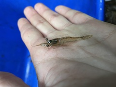 Xiphocaris elongata