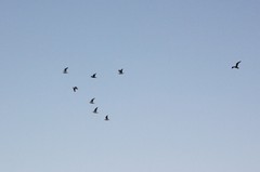 Larus argentatus