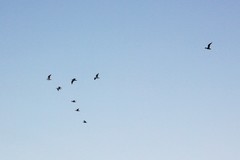 Larus argentatus