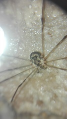 Amilenus aurantiacus