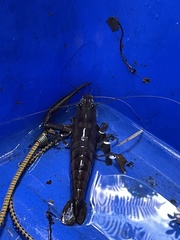 Macrobrachium carcinus