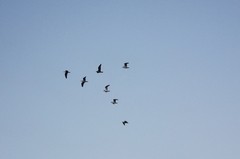 Larus argentatus
