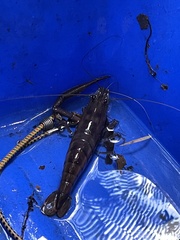 Macrobrachium carcinus