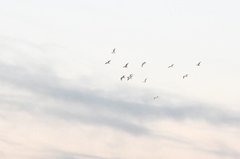 Larus argentatus