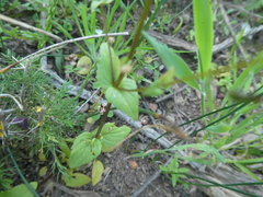 Diascia parviflora