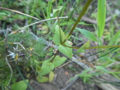Diascia parviflora