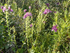 Diascia parviflora
