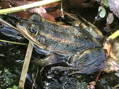 Lithobates virgatipes