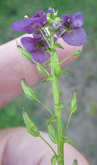 Diascia parviflora