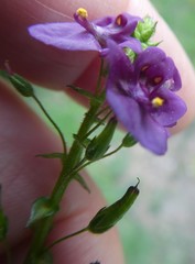 Diascia parviflora