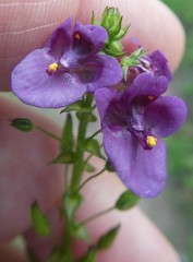 Diascia parviflora