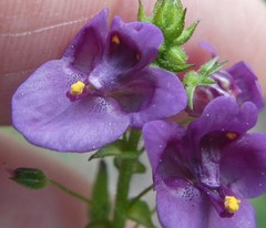 Diascia parviflora