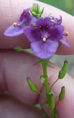 Diascia parviflora