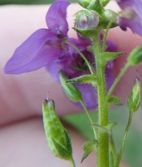 Diascia parviflora