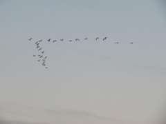Larus argentatus