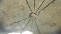 Amilenus aurantiacus