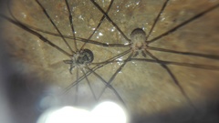 Amilenus aurantiacus