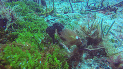 Hippocampus reidi