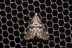 Parapoynx polydectalis