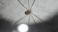Amilenus aurantiacus