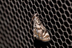 Parapoynx polydectalis