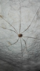 Amilenus aurantiacus