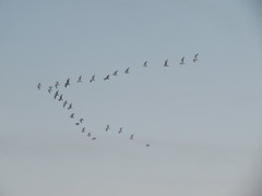 Larus argentatus
