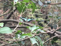 Papilio phorcas ansorgei