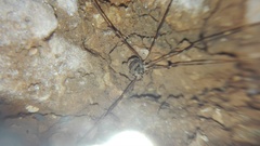 Amilenus aurantiacus