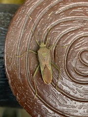Dasynini
