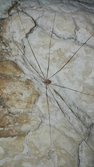 Amilenus aurantiacus