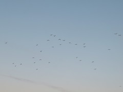 Larus argentatus