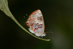 Ministrymon arthuri