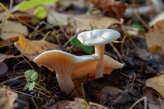 Hygrophorus hedrychii