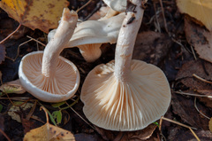 Hygrophorus hedrychii