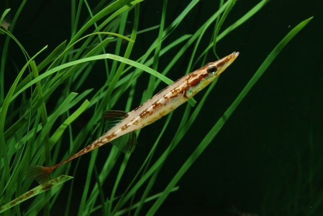 Sea Sticklebacks