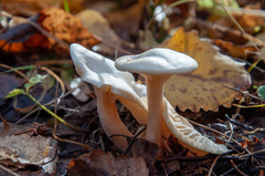Hygrophorus hedrychii