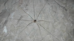 Amilenus aurantiacus