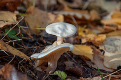 Hygrophorus hedrychii